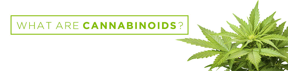what are cannabinoids