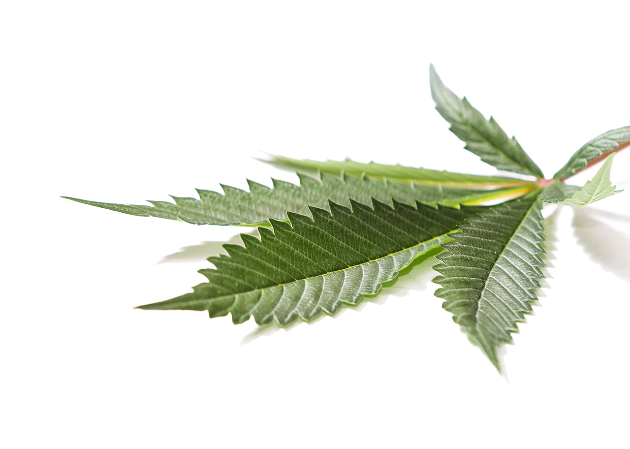classic marijuana leaf Reflection