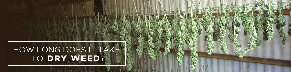 WeedHub | Pot FAQ - How Long Does It Take To Dry Weed?