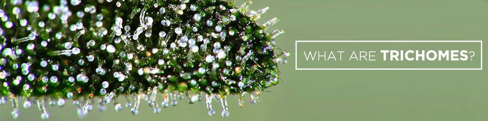 What are trichomes
