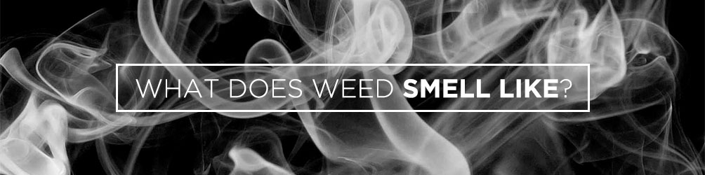 what does weed smell like