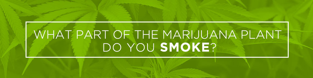 What Part of the marijuana plant do you smoke