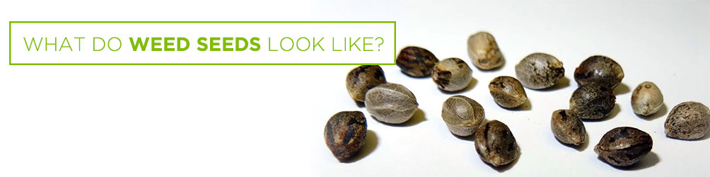 what do weed seeds look like
