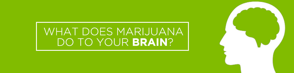 what does marijuana do to your brain