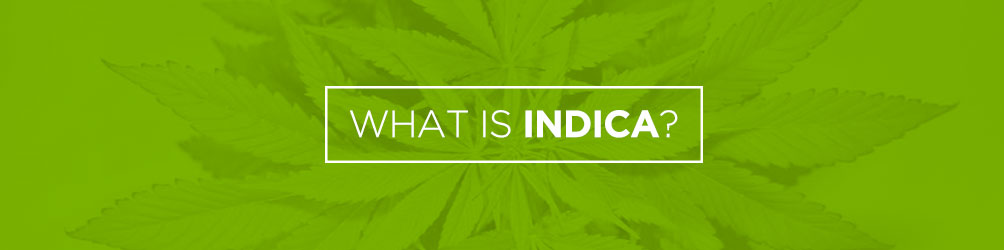 what is indica