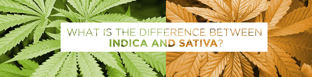 What is the Difference Between Indica and Sativa