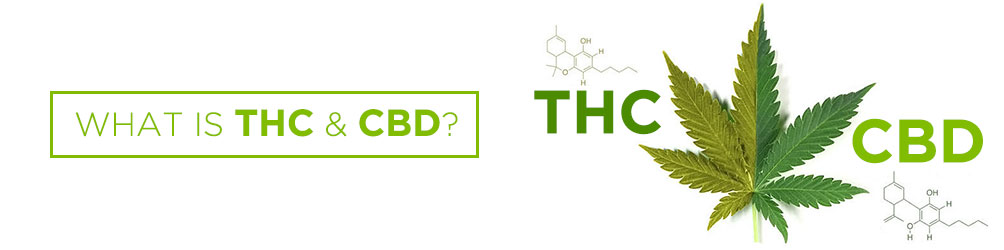 What is THC and CBD