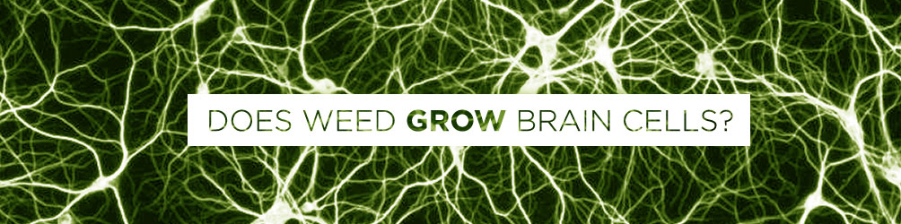 Does weed grow brain cells?