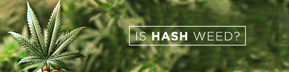 Is Hash Weed?