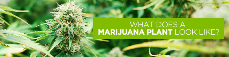 Weedhub | What-does-a-marijuana-plant-look-like