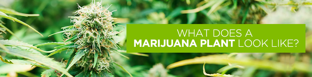 What does a marijuana plant look like?
